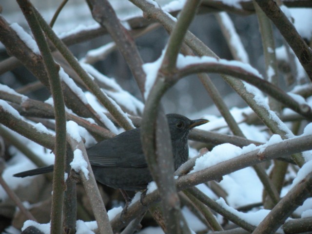 dalla finestra di casa...
